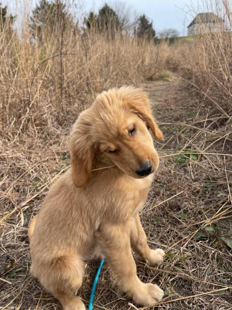 istock Puppy Nibbles on the grass 1367947360