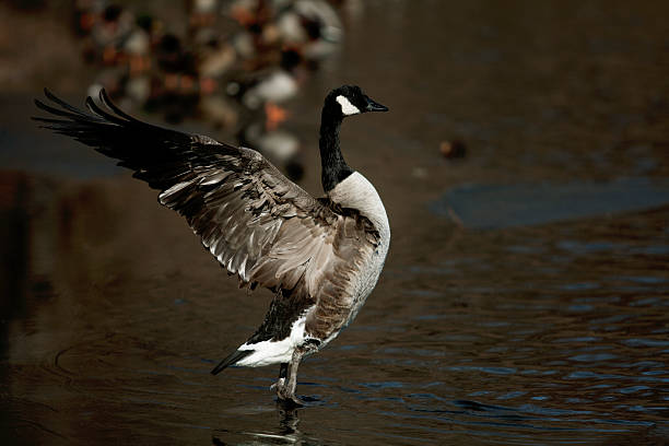 Goose stock photo