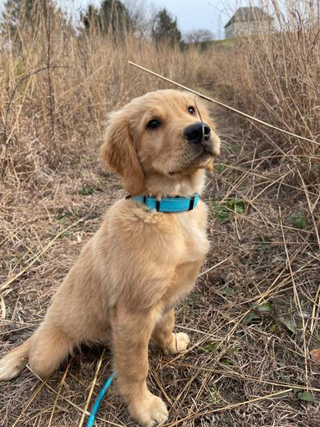 istock Puppy Nibbles on the grass 1367948165