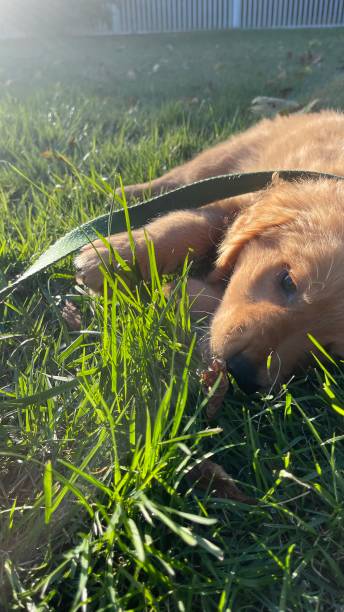 istock Golden Retriever puppy 1367948176