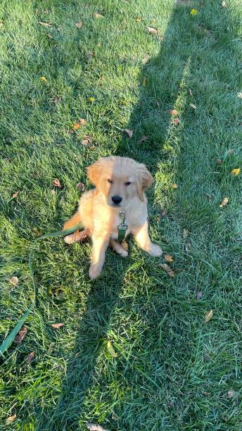 istock Golden Retriever puppy 1367948180
