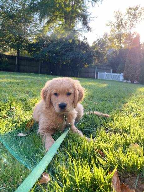 istock Golden Retriever puppy portrait 1367948186