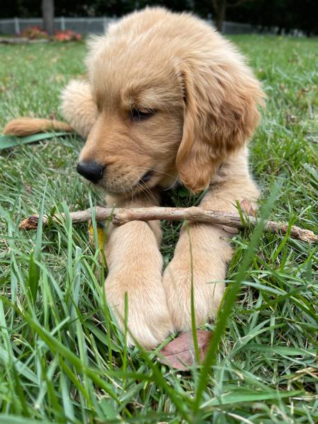 istock Golden Retriever puppy and his stick 1367948192