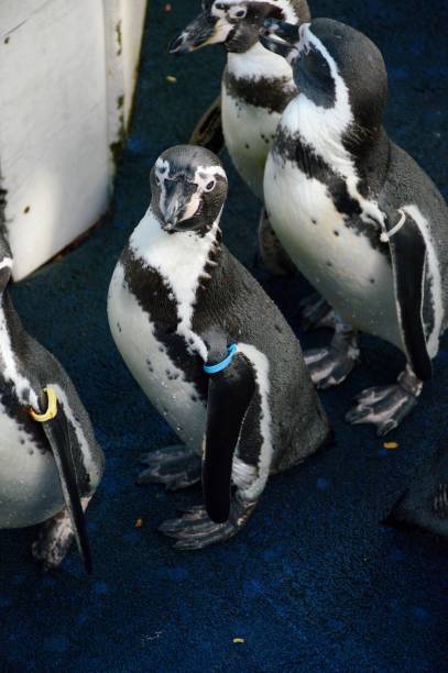 istock penguin in country farm 1367948927