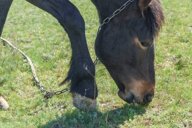 istock A horse grazes in a meadow and eats green grass 1367948963