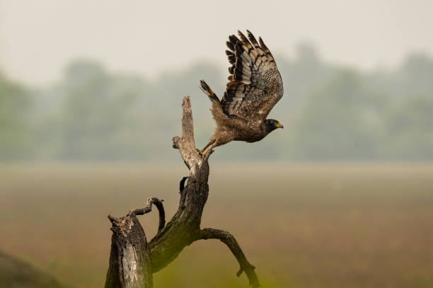 istock Crested Serpent Eagle or Spilornis cheela migratory bird with full wingspan ready to fly or leaving perch at keoladeo national park or bharatpur bird sanctuary rajasthan india 1367949783