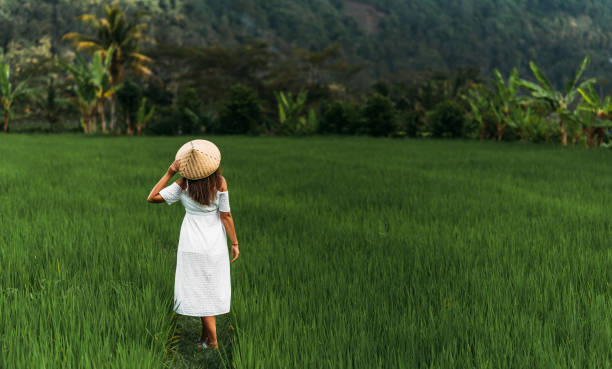 A beautiful girl walks on rice terraces in Bali, rear view. A beautiful girl in a white dress and hat walking through green rice fields. A woman traveling in Asia. Copy space stock photo