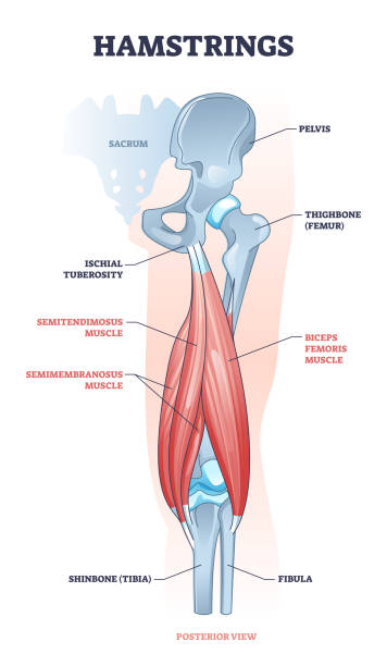 Hamstring posterior muscle anatomy with bones and ligaments outline diagram Hamstring posterior muscle anatomy with bones and ligaments outline diagram. Labeled educational scheme with leg body part from medical view vector illustration. Semimembranosus and semitendimosus. hamstring stock illustrations