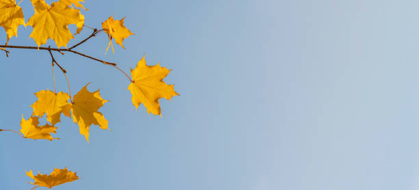 Free Stock Photo of Branch With Yellow Leaves Against Blue Sky ...