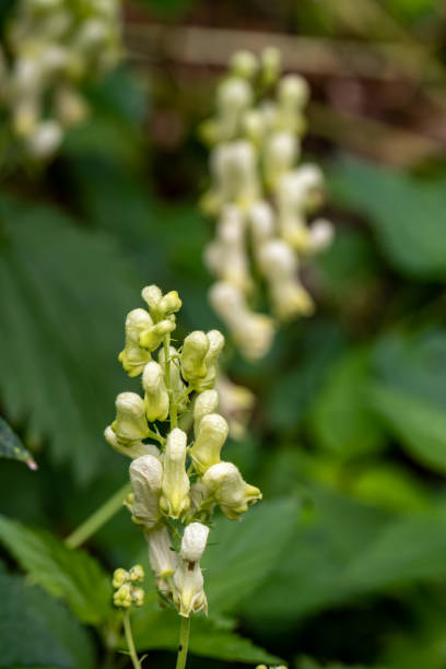 istock Aconitum lycoctonum flower in forest 1367952534