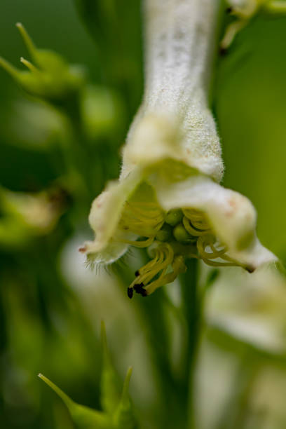 istock Aconitum lycoctonum flower in forest, close up shoot 1367952543