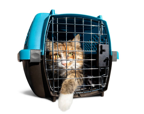 istock Cat in transport box with one paw hanging out. 1367952619