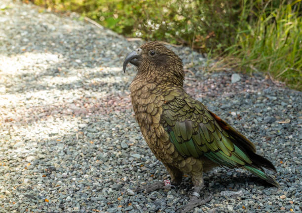 istock Kea on Side of Road 1367954168