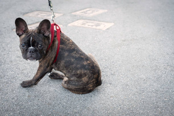 jeune bouledogue français fatigué en laisse assis sur le trottoir - district of north vancouver photos et images de collection