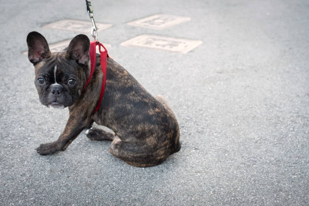 Tired Young French Bulldog on Leash Sitting on Pavement stock photo