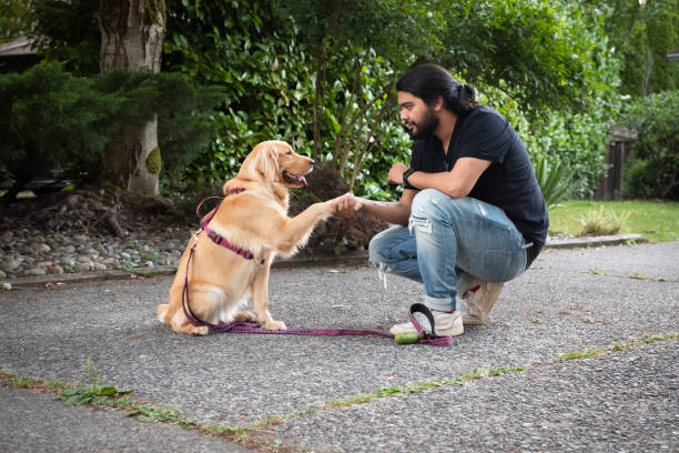 hombre latino sacudiendo la pata del perro golden retriever después de caminar - perro adiestrado fotografías e imágenes de stock