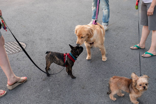Three Neighbors Walking Their Dogs on Leashes and Socializing A French Bulldog and Golden Retriever greet each other while their owners wait and chat.  North Vancouver, British Columbia, Canada. bridle photos stock pictures, royalty-free photos & images