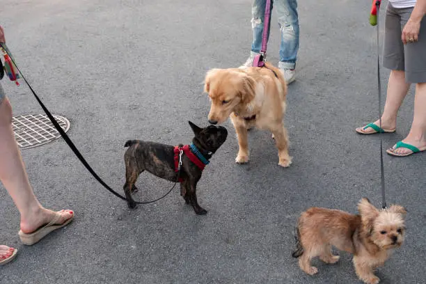 Photo of Three Neighbors Walking Their Dogs on Leashes and Socializing