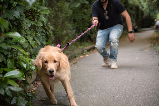 Hispanic young man walking his young golden retriever dog on a leash in a public park.  North Vancouver, British Columbia, Canada.