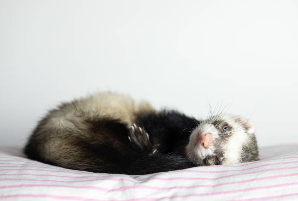 istock The ferret sleeps on the bed 1367956635