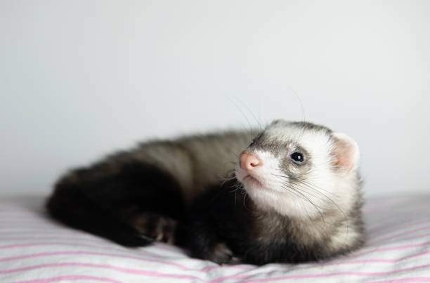 istock The ferret sleeps on the bed 1367956734