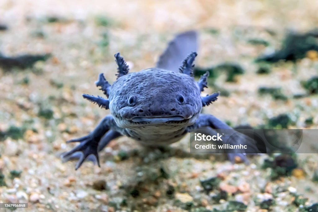 Axolotl salamander Axolotl salamander, a paedomorphic salamander that may be found in several lakes in Mexico Axolotl Stock Photo
