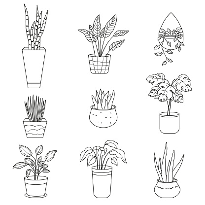 Collection of potted plants outline in linear drawing style. Vector illustration isolated on white background