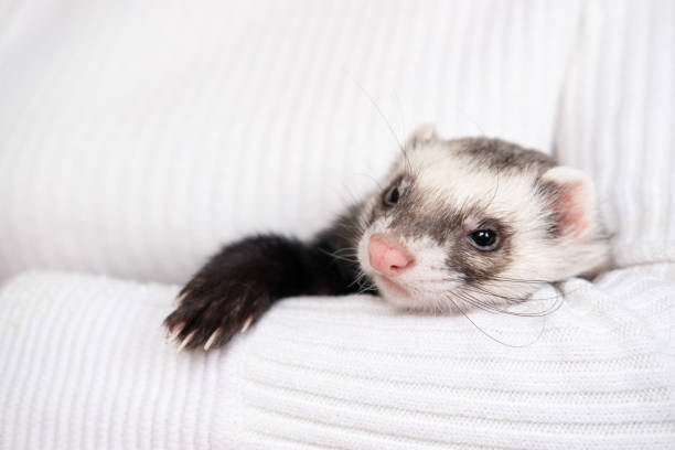 istock Ferret pet on a white background, isolated. 1367958620