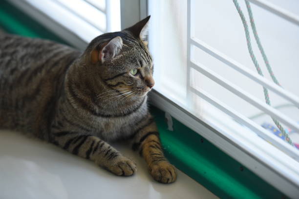istock Tabby cat sitting at home. 1367958834