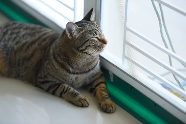 istock Tabby cat sitting at home. 1367958842
