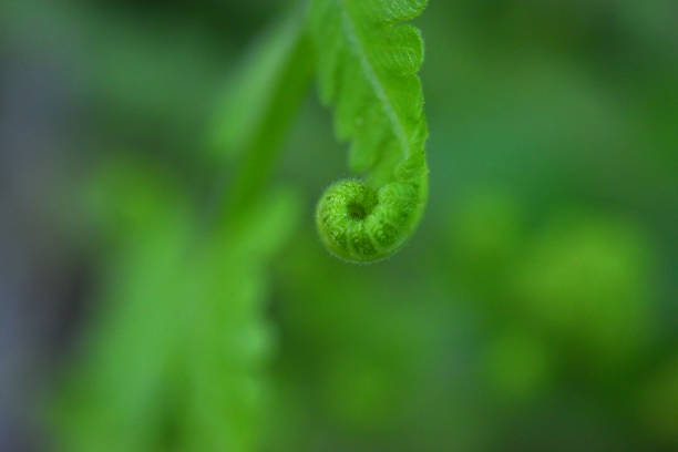 istock fern leaves on green background 1367958862