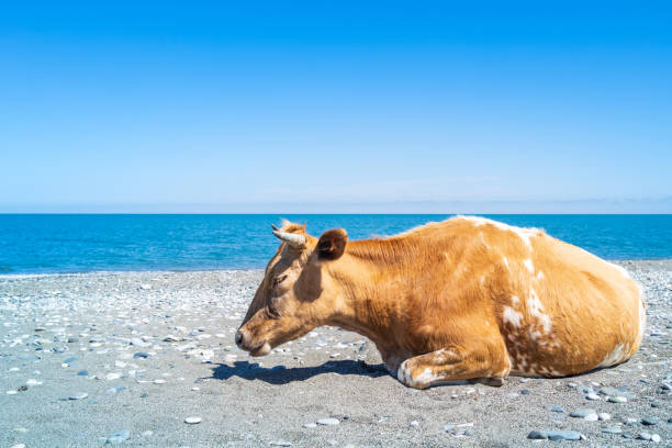 sleeping red cow on the seashore in bright daylight. cow rest on the beach