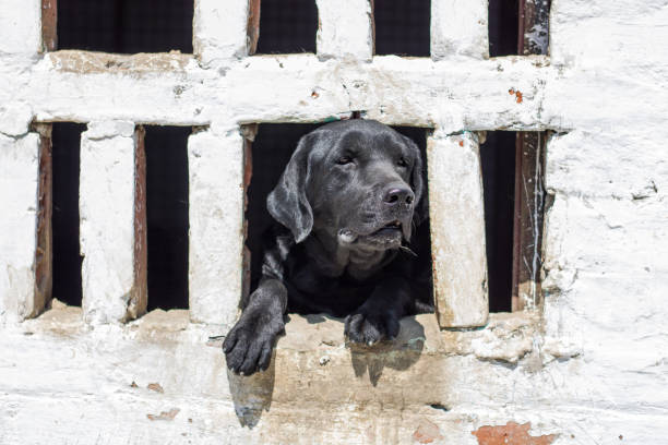 istock Dog looking out from the window 1367960660