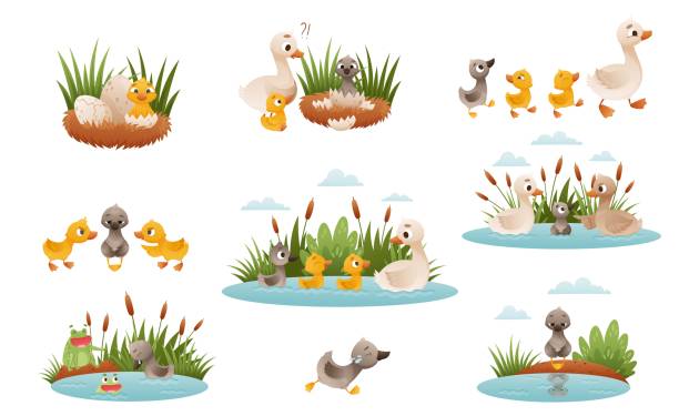 Ugly duckling fairy tale. Duckling is born into family of geese cartoon vector illustration Ugly duckling fairy tale. Duckling is born into family of geese cartoon vector illustration isolated on white background duck family stock illustrations