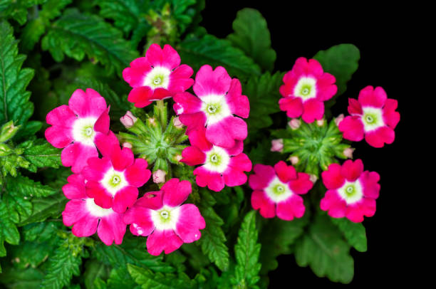 istock Bunch of flowers 1367961015