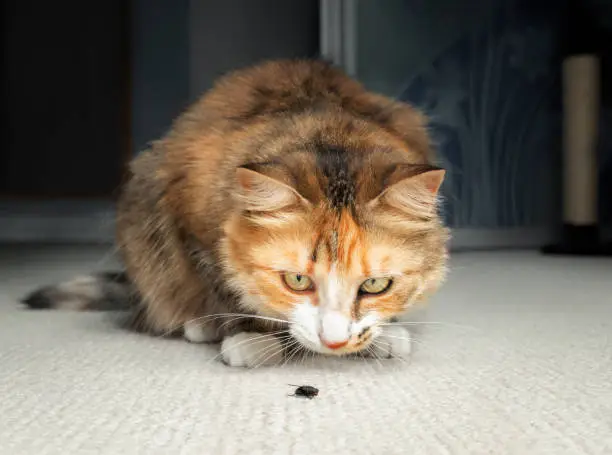 Multicolored female cat is sitting in front of an insect on the carpet, ready to pounce when it moves. Superior feline fly catcher and pest control. Selective focus on cat head