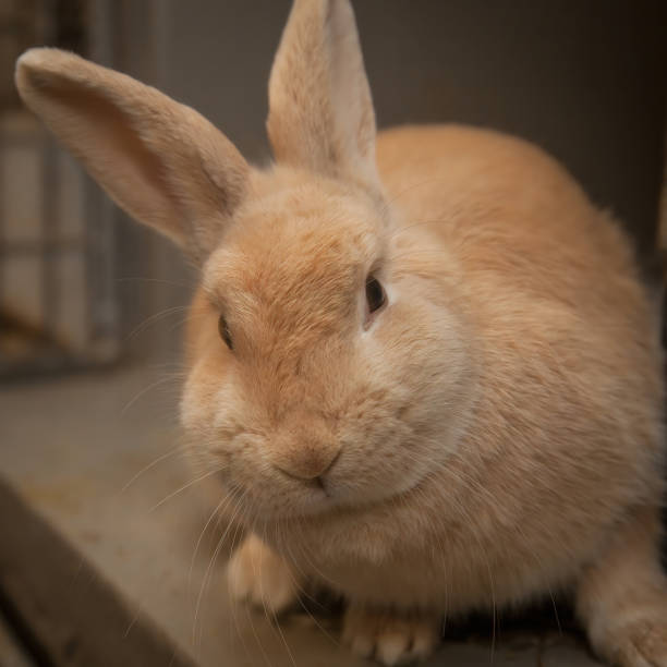 istock Cute, furry rabbit in his hutch at Easter. 1367961927