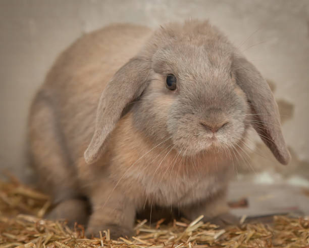 istock Cute, furry rabbit in his hutch at Easter. 1367961993