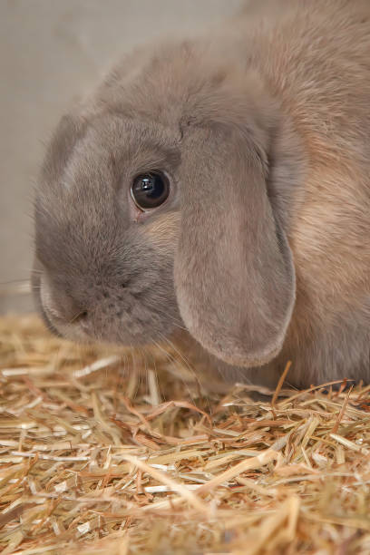 istock Cute, furry rabbit in his hutch at Easter. 1367961994