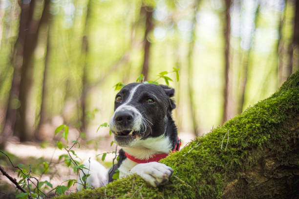 istock Funny dog face portrait in a forest 1367962838
