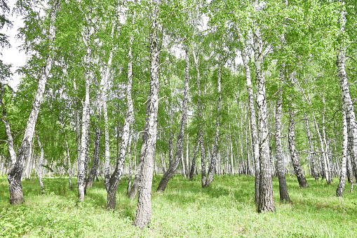 Low angle view of trees in a public park