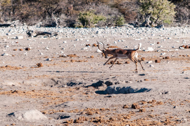 istock Jumping impalas near a waterhole 1367963887