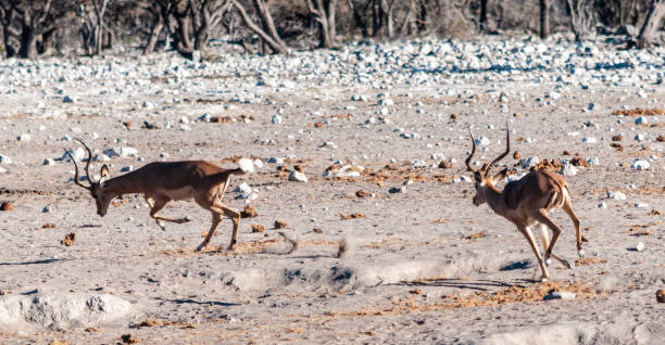 Jumping impalas near a waterhole