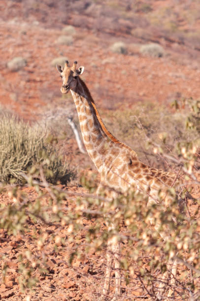 istock Giraffe in the red desert of Namibia 1367963907