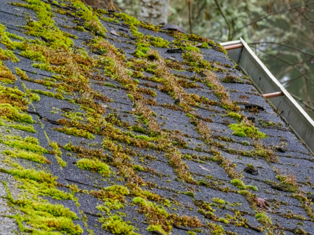 istock Moss on Roof in Western Oregon 1367964244