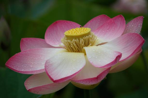 primo piano estremo di fiori esotici - lotus single flower water lily water foto e immagini stock