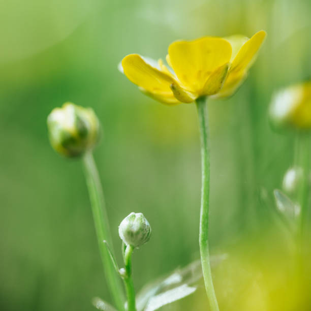 Buttercup flower on the  meadow