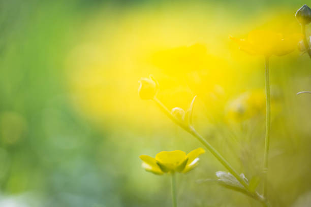 istock Buttercup on the meadow 1367966321