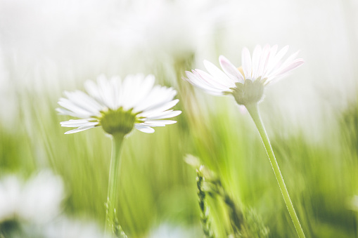 A field of white daisies in full bloom at the Hwangryonggang Flower Festival in Jangseong.