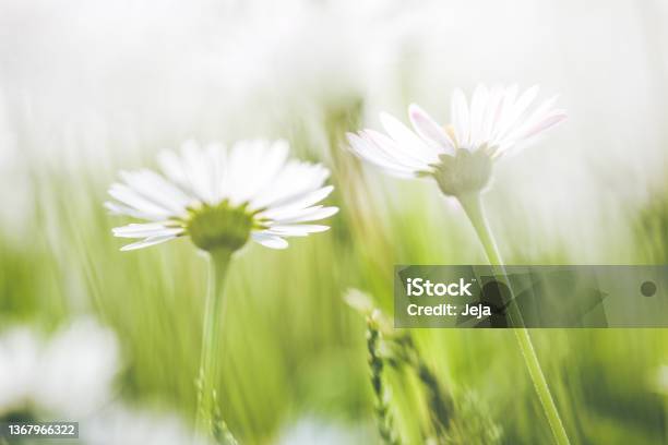 Daisies On The Meadow Stock Photo - Download Image Now - Daisy, Backgrounds, Light - Natural Phenomenon